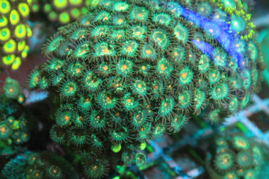 Gorilla Nipple Zoanthids