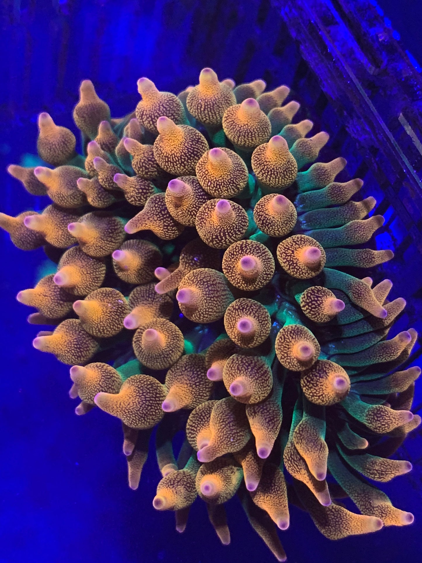 RAINBOW BUBBLE TIP ANEMONE