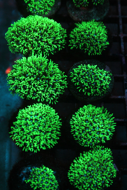 Neon Green Star Polyps