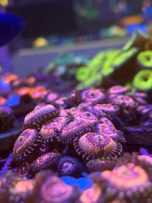 Pink Zipper Zoanthids