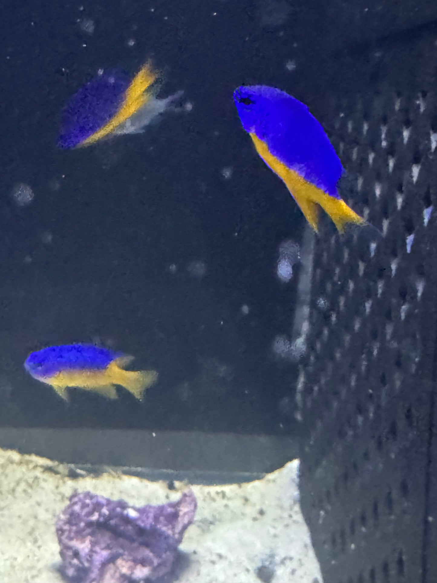 Yellow & Blue Damsel