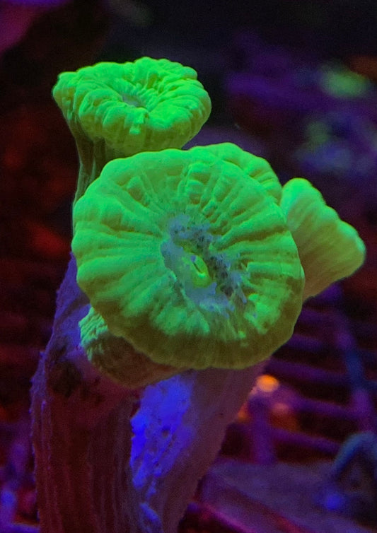 Kryptonite Candy Cane Coral (WYSIWYG)