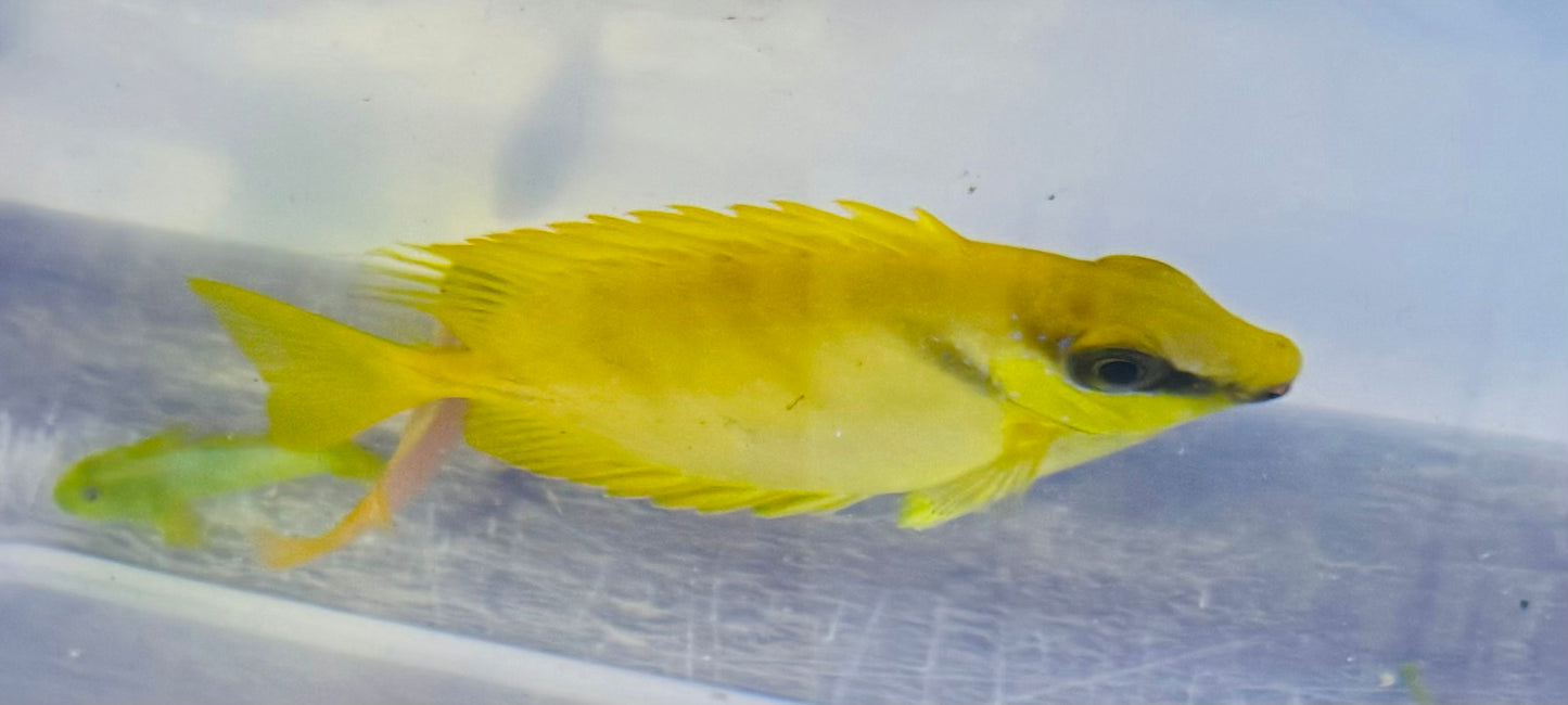 Yellow Rabbit-Fish