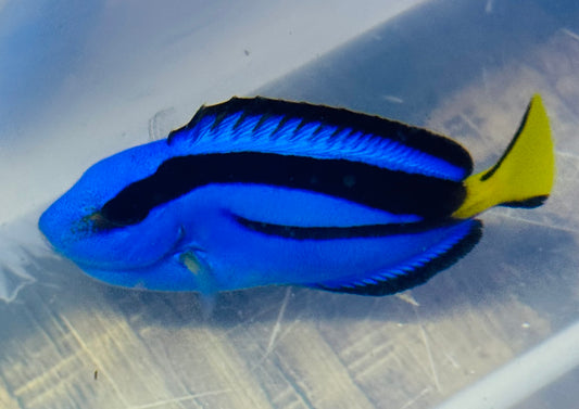 Blue Hippo Tang