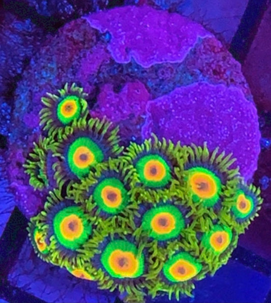 Rasta Zoanthids