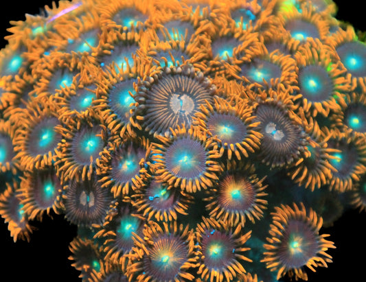 FIRE & ICE Zoanthids