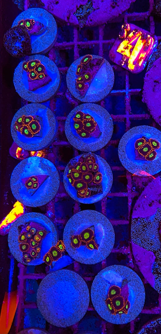 Red Lash & Yellow center Zoanthids