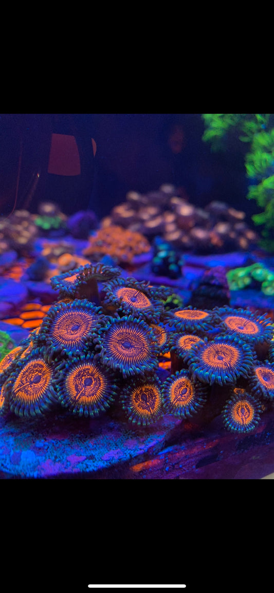 "ARMOR OF GOD" Zoanthids