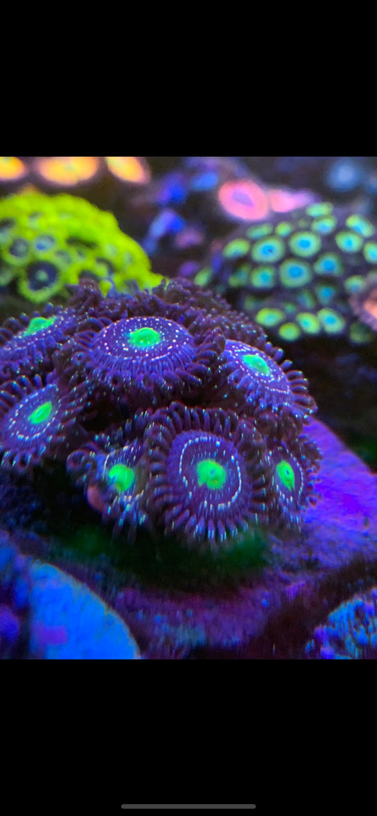 Blue Lagoon Zoanthids