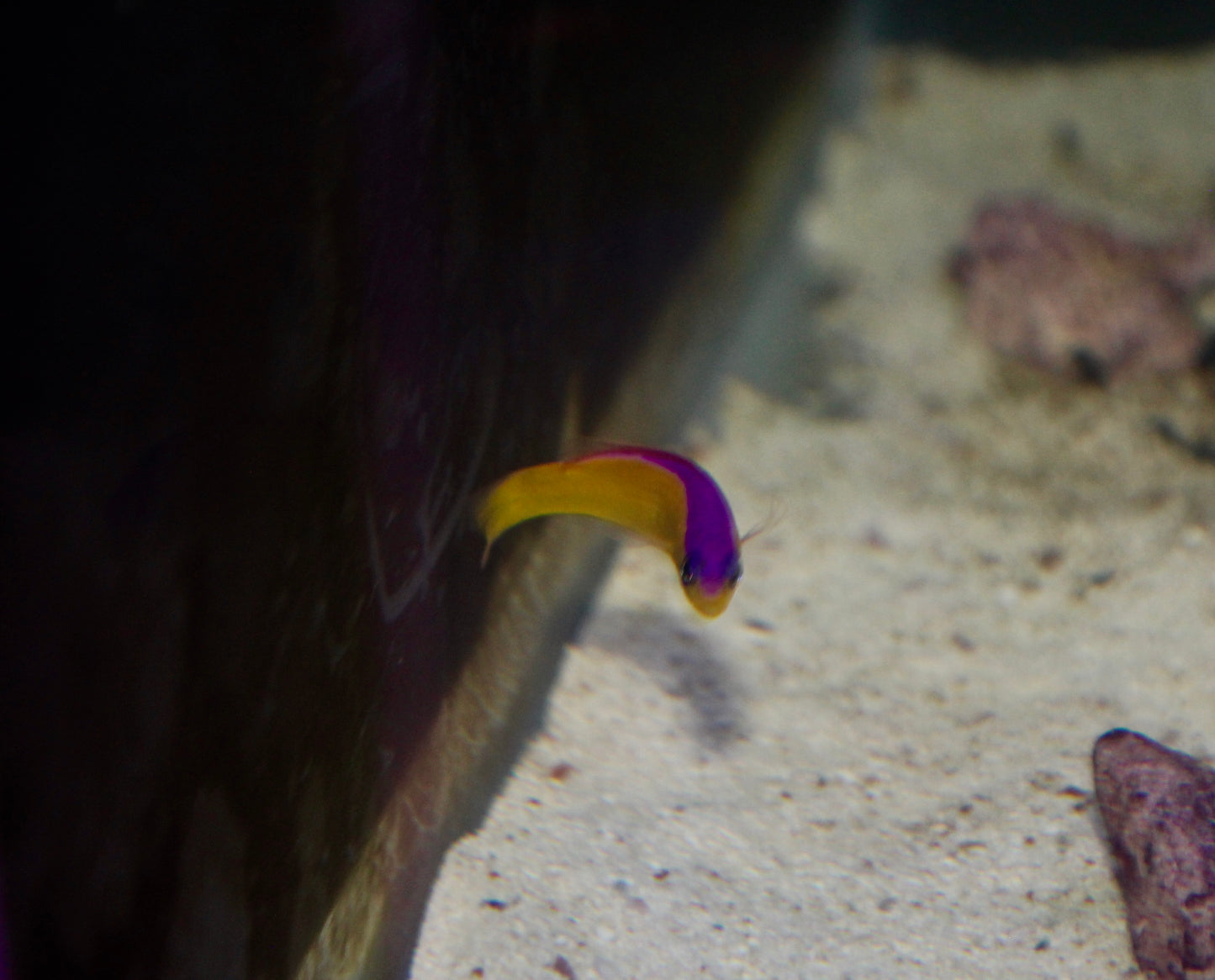 Purple Stripe Dottyback