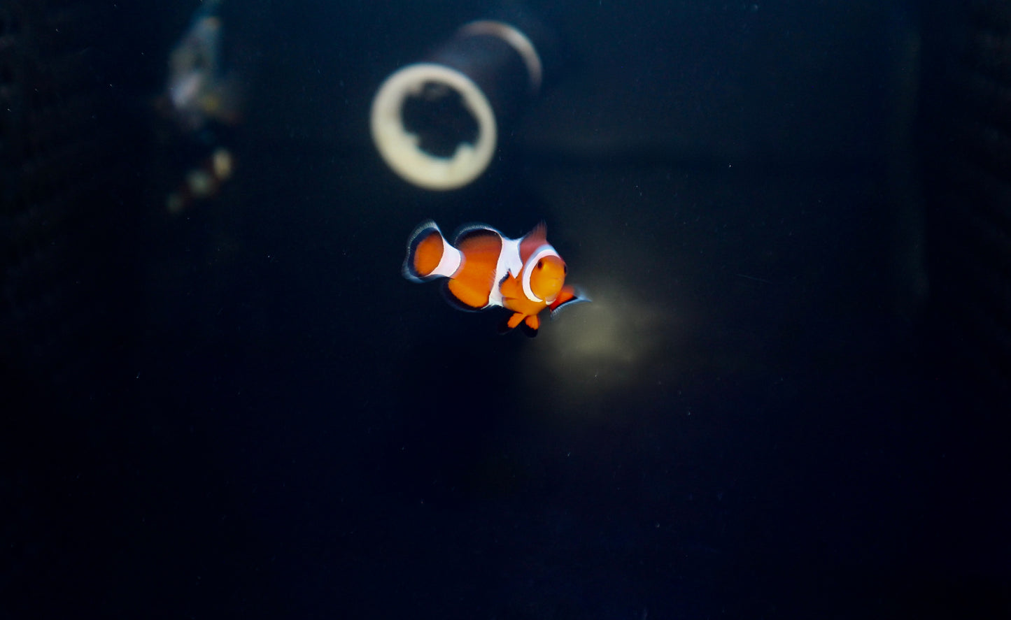 Ocellaris Clown Fish