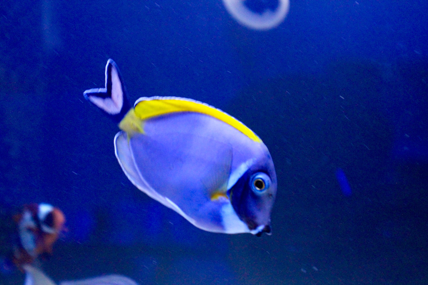 Powder Blue Tang