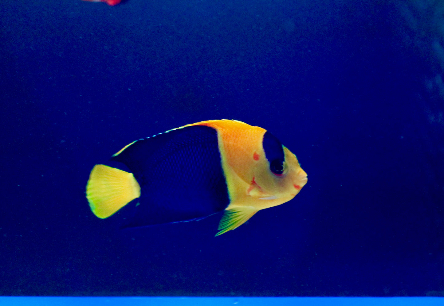 Bicolor Angelfish