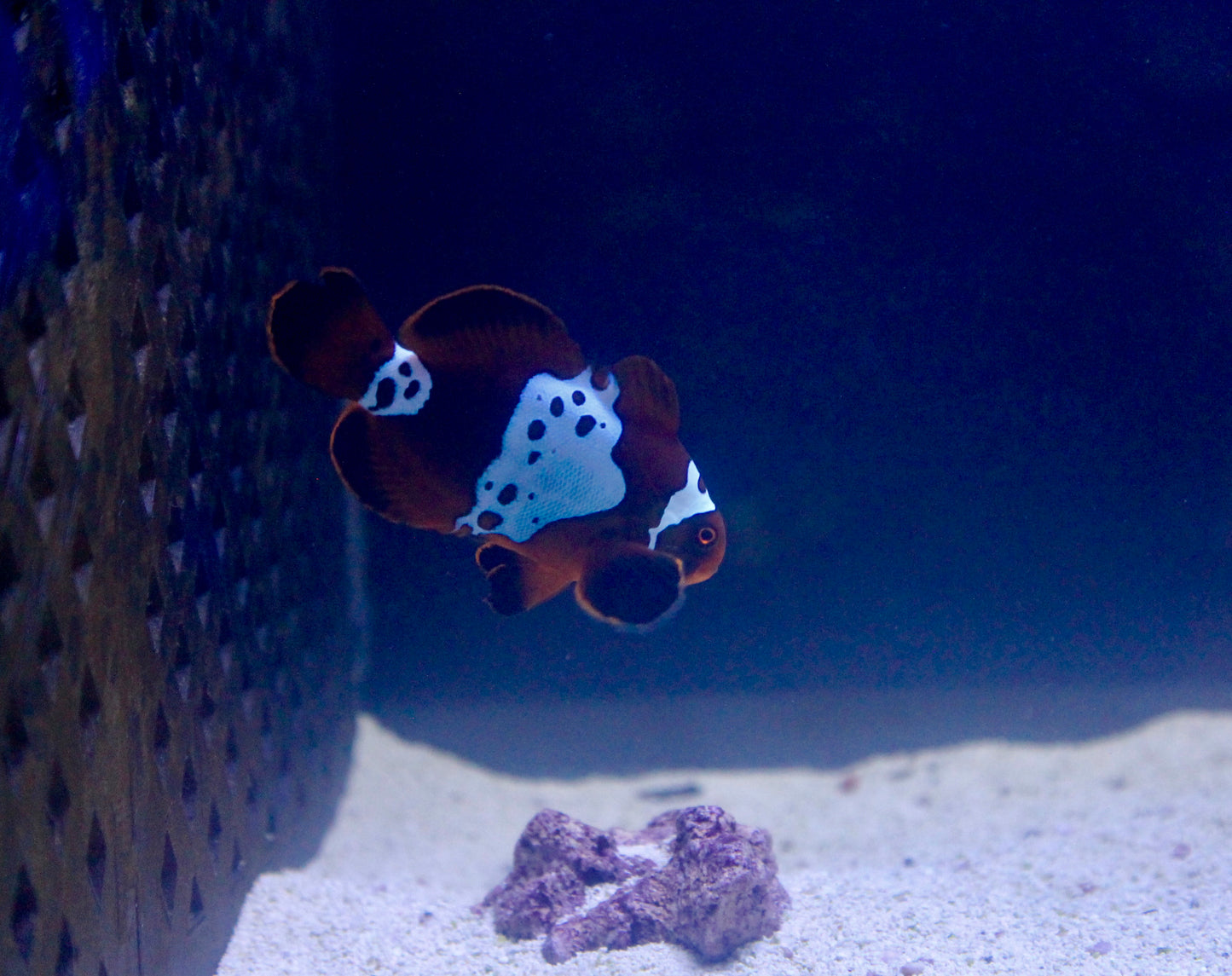 GOLDXLIGHTNING MAROON CLOWNFISH