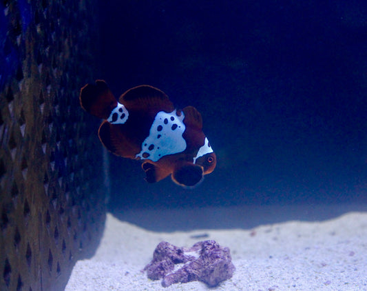 GOLDXLIGHTNING MAROON CLOWNFISH