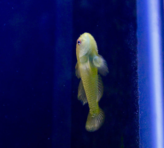 Green Clown Goby